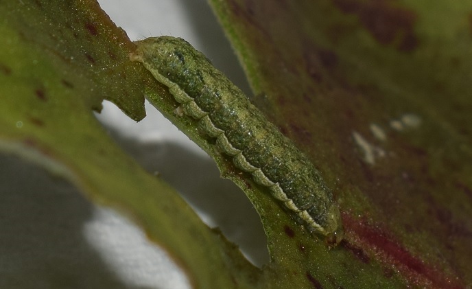 Bruco di Xestia c-nigrum (Noctuidae)